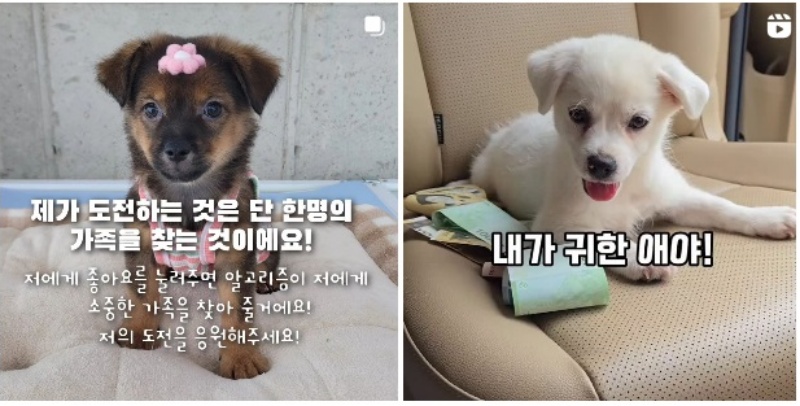 상주시 동물보호센터 인스타그램.(https://www.instagram.com/sangju_dogs/)