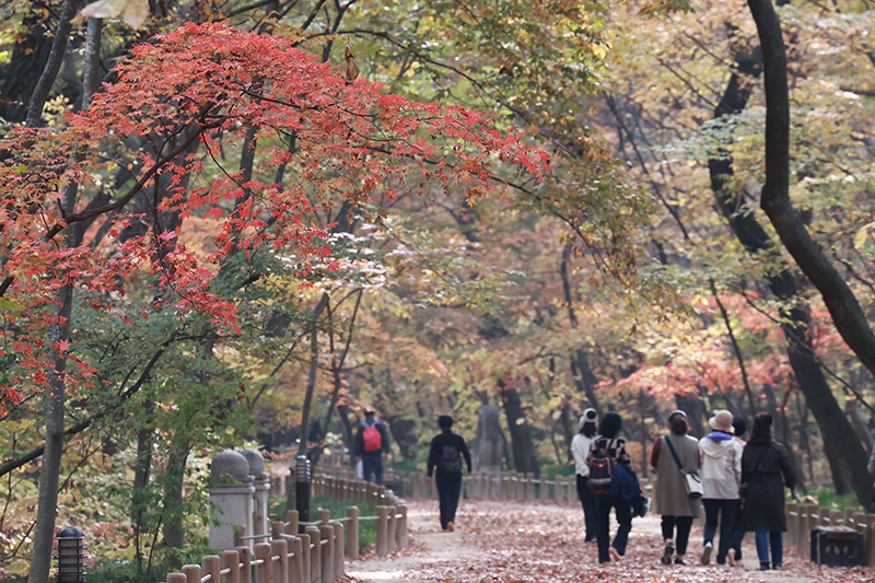 경남 함양군 상림공원 찾은 상춘객이 가을 정취를 만끽하고 있다. (ⓒ뉴스1, 무단 전재-재배포 금지)