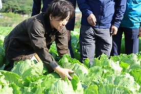 충남 홍성군 김장배추 생육 상황 점검