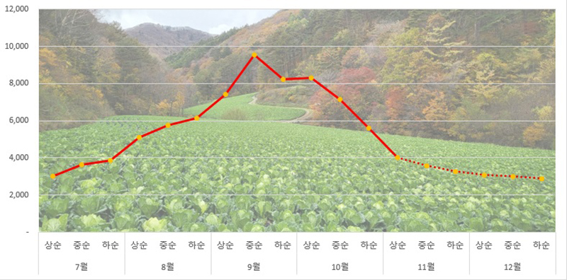 배추 도매가격 동향 및 전망 (자세한 내용은 본문에 포함)