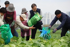 가을배추 수확 현장 방문