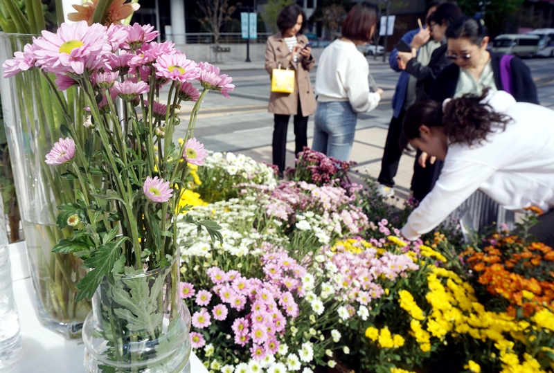 가을 국화를 고르고 있는 시민들.