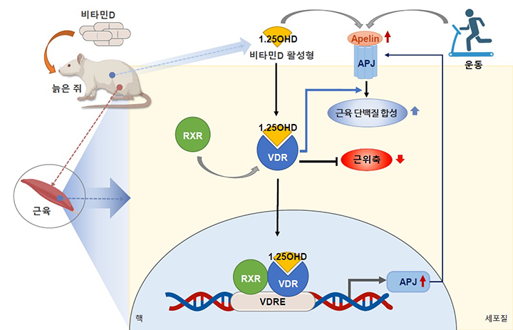 비타민D 섭취에 따른 근감소증 예방 기전 모식도  (자세한 내용은 본문에 설명 있음)