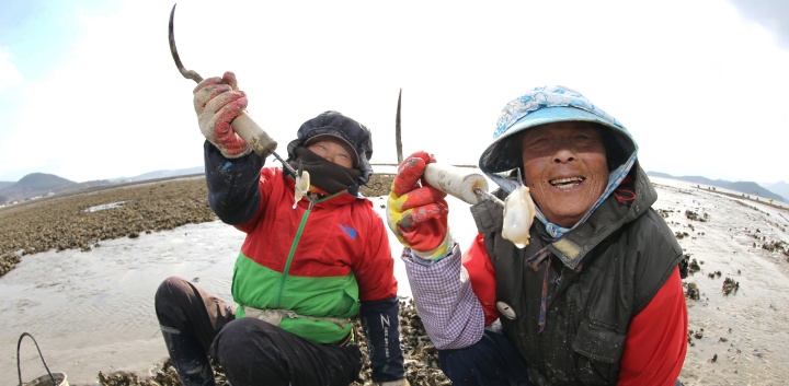 전남 강진군 대구면 백사마을 강진만 바닷가를 찾은 어민들이 통통하게 살이 오른 굴(석화) 채취에 분주하다.(ⓒ뉴스1, 무단 전재-재배포 금지)