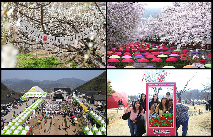 전남 광양매화축제(왼쪽 위 시계방향부터), 경남 진해군항제, 충남 논산 딸기축제, 경남 산청 농특산물 대제전 (사진=행정안전부)