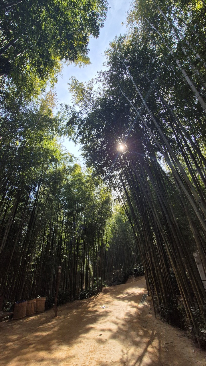 담양 죽녹원. (필자 제공)