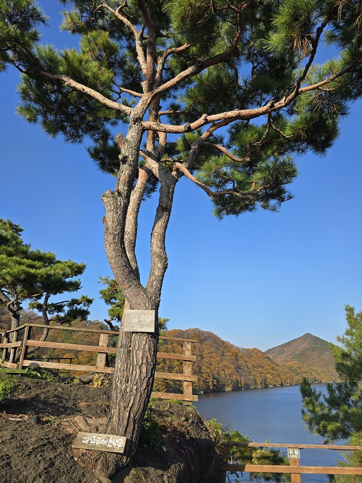 바위 정원의 가장 높은 곳에 있는 120년 된 소나무.