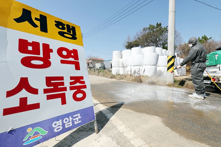 14일 오전 구제역이 발생한 전남 영암군 한 한우농장 앞에서 방역본부 관계자가 소독약을 살포하고 있다. (저작권자(c) 연합뉴스, 무단 전재-재배포 금지)