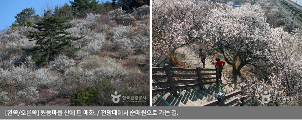 [왼쪽/오른쪽] 원동마을 산에 핀 매화 / 전망대에서 순매원으로 가는 길