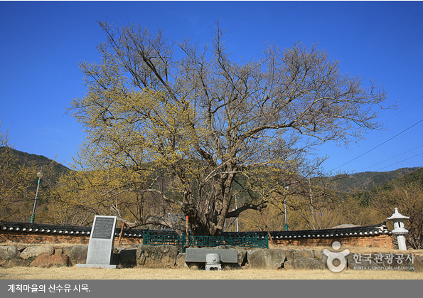 계척마을의 산수유 시목