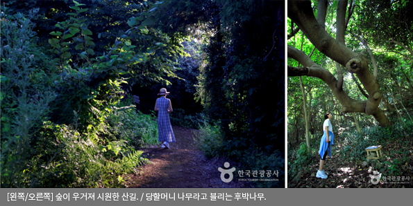 [왼쪽/오른쪽]숲이 우거져 시원한 산길 / 당할머니 나무라고 불리는 후박나무