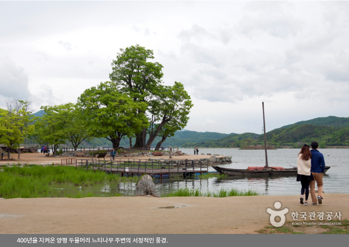 400년을 지켜온 양평 두물머리 느티나무 주변의 서정적인 풍경