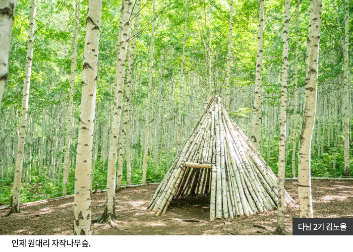 다님2기 김노을 - 인제 원대리 자작나무숲