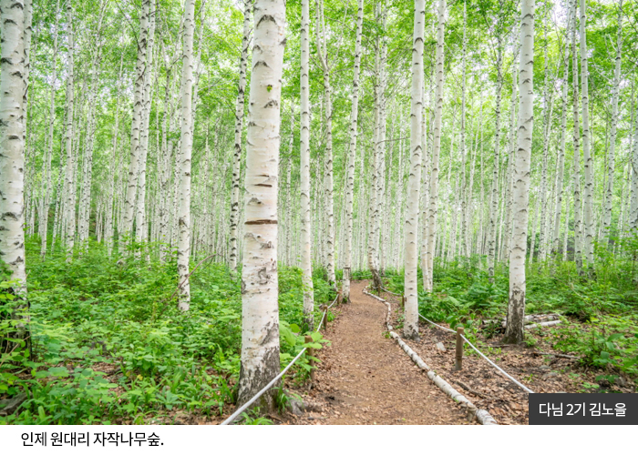 다님2기 김노을 - 인제 원대리 자작나무숲