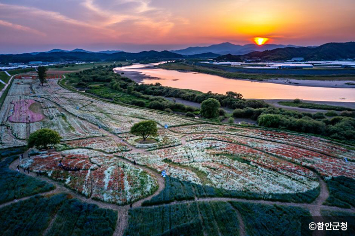 시간대별로 다른 매력을 보여주는 악양둑방길 꽃밭 - ⓒ함안군청