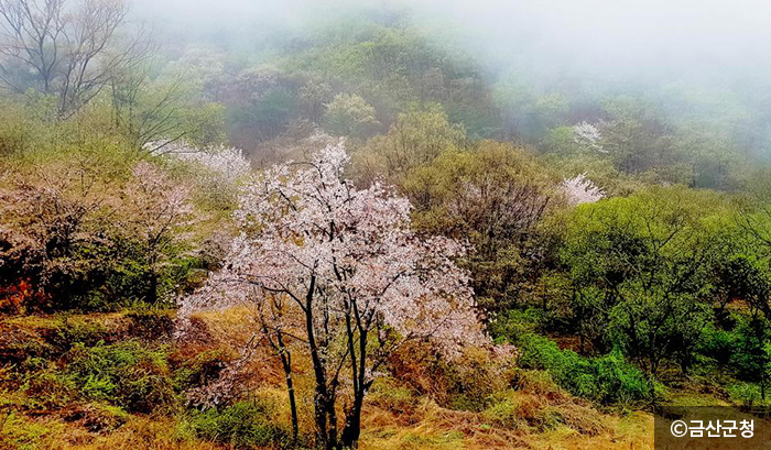 보곡산골에 내려앉은 봄 - ⓒ금산군청