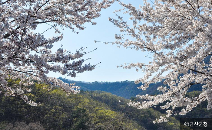 연둣빛 신록과 어울린 산벚꽃 - ⓒ금산군청