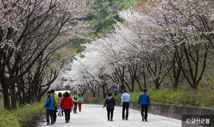 산안리 초입, 산꽃로에 핀 벚꽃 - ⓒ금산군청