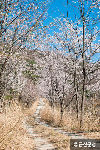 자진뱅이 둘레길의 산벚꽃들. - ⓒ금산군청