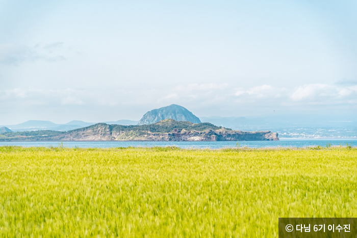 청보리밭 뒤로 보이는 마라도와 제주도 본섬 - ⓒ 다님 6기 이수진