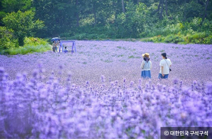 청농원 보라색 라벤더 가든 - ⓒ 대한민국 구석구석