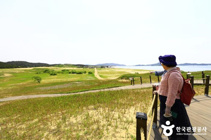 신두리 해안사구 탐방로 순비기언덕에서 본 해안사구 풍경 - ⓒ 한국관광공사