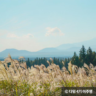 선선한 바람에 흔들리는 억새밭 ⓒ 다님 4기 이주영