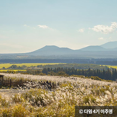 선선한 바람에 흔들리는 억새밭 ⓒ 다님 4기 이주영