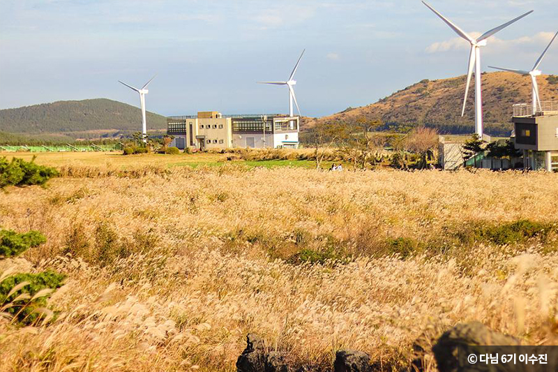 억새와 어우러진 풍력발전기의 이색적인 풍경 ⓒ 다님 6기 이수진