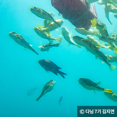 다양한 어종과 수중 생물 ⓒ 다님 7기 김지연