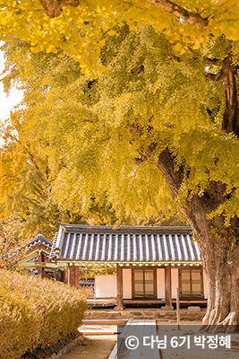 가을 시즌이 되면 고즈넉한 한옥과 노랗게 물든 은행나무의 풍경 ⓒ 다님 6기 박정혜