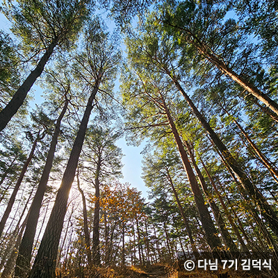 금강소나무를 올려다본 사진 ⓒ 다님 7기 김덕식