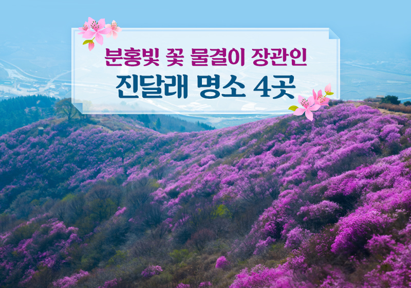분홍빛 꽃 물결이 장관인 진달래 명소 4곳 