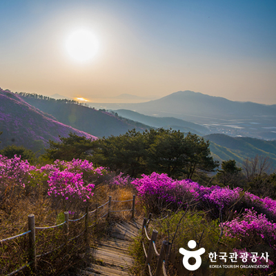 등산로에 핀 진달래 ⓒ 한국관광공사