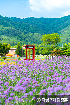 보라색라벤더 꽃 사이 공중전화 박스 ⓒ 다님 7기 김정흠