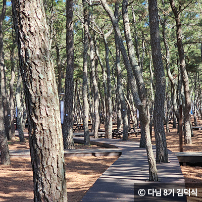 솔숲 텐트 사이트 ⓒ 다님 8기 김덕식