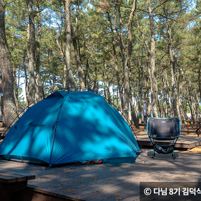 소나무숲 텐트 ⓒ 다님 8기 김덕식