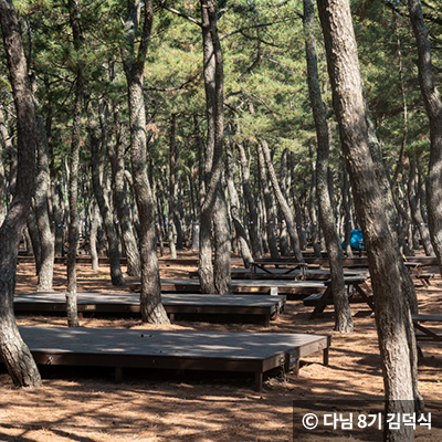 소나무숲 데크 ⓒ 다님 8기 김덕식