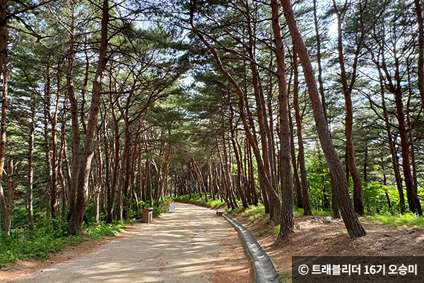 소나무 숲길 ⓒ 트래블리더 16기 오승미