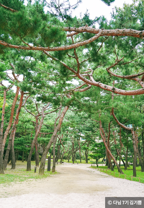 소나무숲 ⓒ 다님 7기 김기쁨