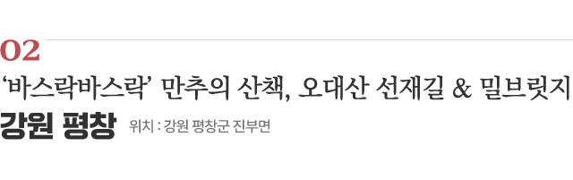 02 ‘바스락바스락’ 만추의 산책, 오대산 선재길 & 밀브릿지 / 위치 : 강원 평창군 진부면 / 자세히보기