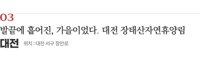 03 발끝에 흩어진, 가을이었다. 대전 장태산자연휴양림 / 위치 : 대전 서구 장안로 / 자세히보기