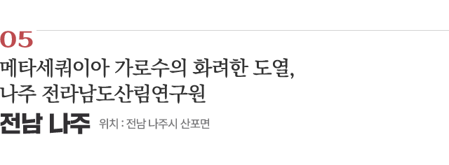 05 메타세쿼이아 가로수의 화려한 도열, 나주 전라남도산림연구원 / 위치 : 전남 나주시 산포면 / 자세히보기