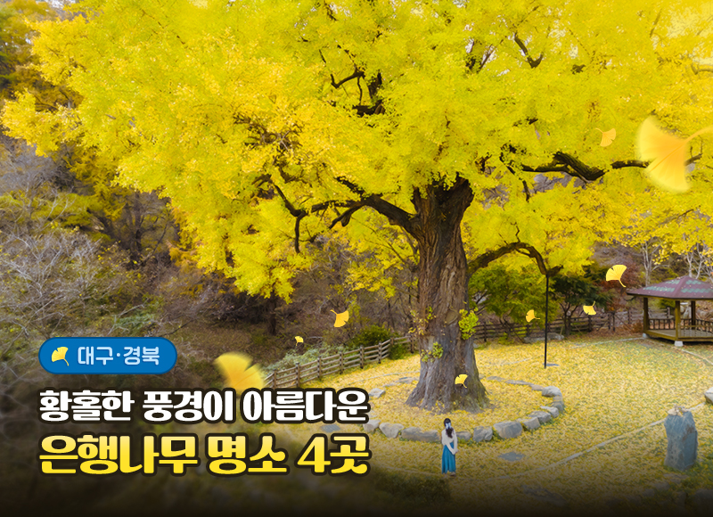 황홀한 풍경이 아름다운 은행나무 명소 4곳(대구·경북)