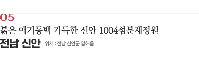 05 붉은 애기동백 가득한 신안 1004섬분재정원 / 위치 : 전남 신안군 압해읍 / 자세히보기