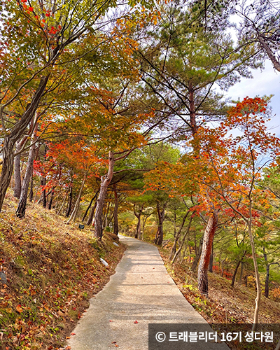 성성 활엽길과 소나무 정원 ⓒ 트래블리더 16기 성다원