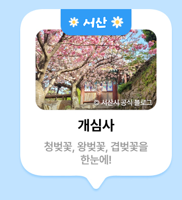 서산 ⓒ서산시 공식 블로그 개심사 청벚꽃, 왕벚꽃, 겹벚꽃을 한눈에!